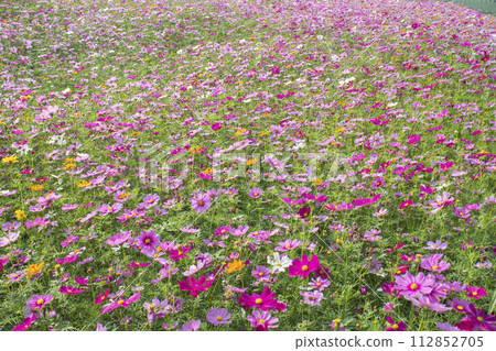 波斯菊花田 波斯菊花田 112852705
