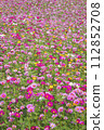 Cosmos flower field 112852708