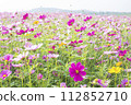 Cosmos flower field 112852710