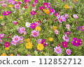 Cosmos flower field 112852712