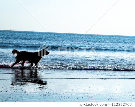 狗在海裡玩 112852763