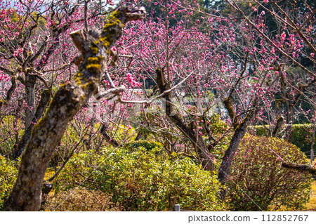 [Kyoto Scenery] Plum blossom viewing party at Zuishin-in, a temple connected to Onokomachi 112852767