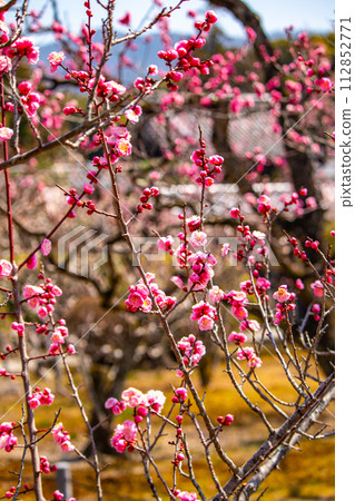 [Kyoto Scenery] Plum blossom viewing party at Zuishin-in, a temple connected to Onokomachi 112852771