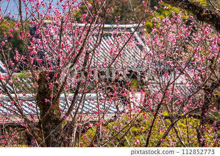 [Kyoto Scenery] Plum blossom viewing party at Zuishin-in, a temple connected to Onokomachi 112852773