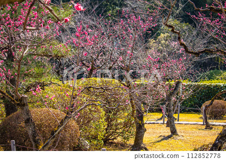 [Kyoto Scenery] Plum blossom viewing party at Zuishin-in, a temple connected to Onokomachi 112852778