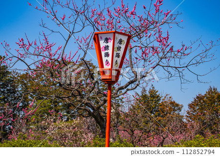 【京都風景】與小野町相連的瑞神院賞梅會 【京都風景】與小野町相連的瑞神院賞梅會 112852794