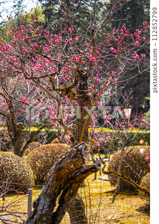 [Kyoto Scenery] Plum blossom viewing party at Zuishin-in, a temple connected to Onokomachi 112852799
