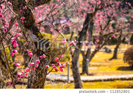 [Kyoto Scenery] Plum blossom viewing party at Zuishin-in, a temple connected to Onokomachi 112852801