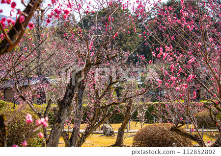 [Kyoto Scenery] Plum blossom viewing party at Zuishin-in, a temple connected to Onokomachi 112852802