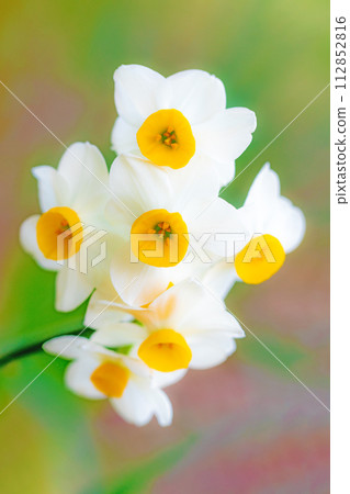 房子周圍鮮花盛開，各種時令花卉，美麗的日本水仙花綻放了，預示著春天的到來。 112852816