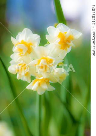 房子周圍鮮花盛開，各種時令花卉，美麗的日本水仙花綻放了，預示著春天的到來。 112852872