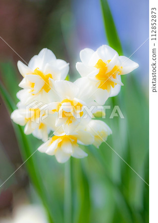 房子周圍鮮花盛開，各種時令花卉，美麗的日本水仙花綻放了，預示著春天的到來。 112852873