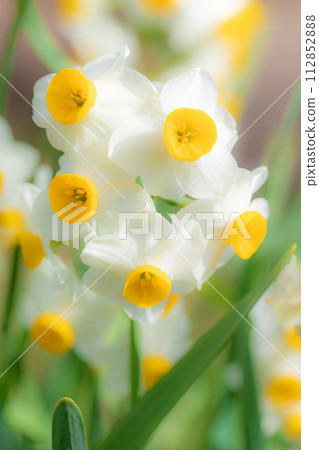 房子周圍鮮花盛開，各種時令花卉，美麗的日本水仙花綻放了，預示著春天的到來。 112852888