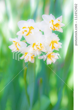 房子周圍鮮花盛開，各種時令花卉，美麗的日本水仙花綻放了，預示著春天的到來。 112852902