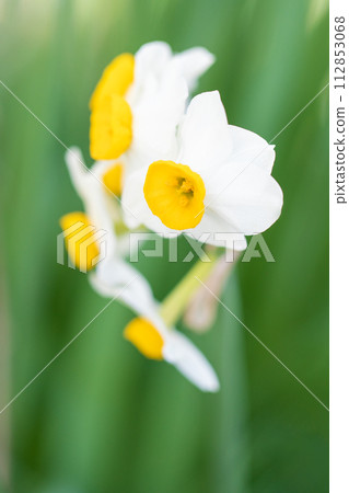 Flowers around the house - various seasonal flowers - the pretty Japanese daffodils have bloomed, heralding the arrival of spring. Flowers around the house - various seasonal flowers - the pretty Japanese daffodils have bloomed, heralding the arrival of spring. 112853068