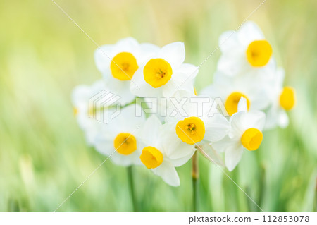 房子周圍鮮花盛開，各種時令花卉，美麗的日本水仙花綻放了，預示著春天的到來。 112853078