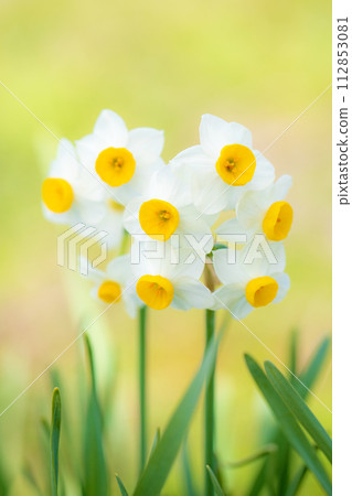 Flowers around the house - various seasonal flowers - the pretty Japanese daffodils have bloomed, heralding the arrival of spring. Flowers around the house - various seasonal flowers - the pretty Japanese daffodils have bloomed, heralding the arrival of spring. 112853081