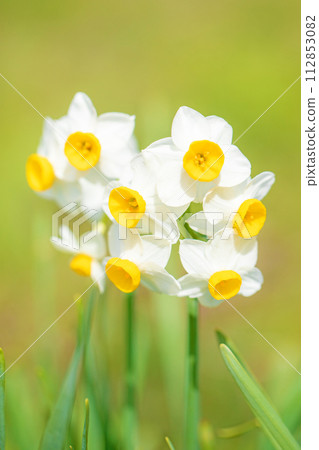Flowers around the house - various seasonal flowers - the pretty Japanese daffodils have bloomed, heralding the arrival of spring. Flowers around the house - various seasonal flowers - the pretty Japanese daffodils have bloomed, heralding the arrival of spring. 112853082