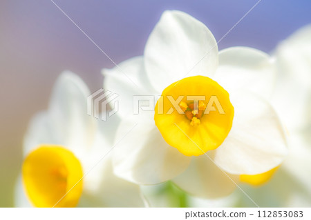 Flowers around the house - various seasonal flowers - the pretty Japanese daffodils have bloomed, heralding the arrival of spring. Flowers around the house - various seasonal flowers - the pretty Japanese daffodils have bloomed, heralding the arrival of spring. 112853083