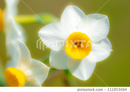 房子周圍鮮花盛開，各種時令花卉，美麗的日本水仙花綻放了，預示著春天的到來。 112853084