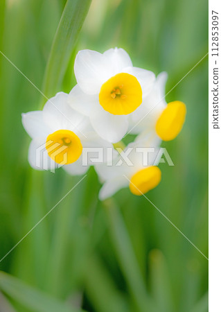 房子周圍鮮花盛開，各種時令花卉，美麗的日本水仙花綻放了，預示著春天的到來。 112853097