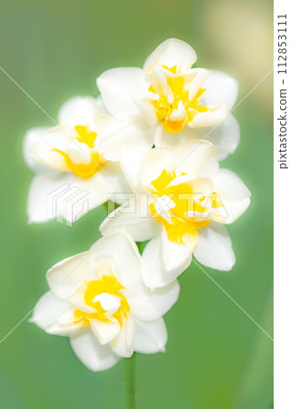 房子周圍鮮花盛開,各種時令花卉,美麗的日本水仙花綻放了,預示著春天的到來。 房子周圍鮮花盛開,各種時令花卉,美麗的日本水仙花綻放了,預示著春天的到來。 112853111