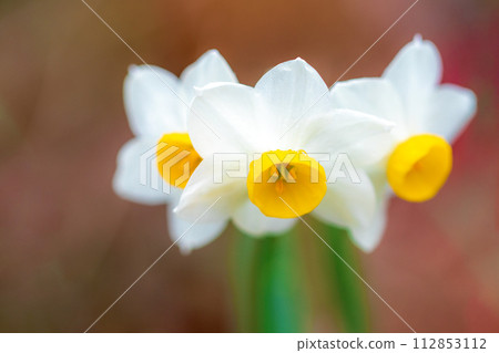 房子周圍鮮花盛開，各種時令花卉，美麗的日本水仙花綻放了，預示著春天的到來。 112853112