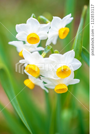 Flowers around the house - various seasonal flowers - the pretty Japanese daffodils have bloomed, heralding the arrival of spring. 112853117