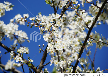 梅花盛開 112853152