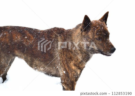 凱狗在雪地裡玩耍 凱狗在雪地裡玩耍 112853190