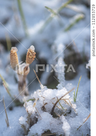 馬尾在雪地裡露出臉 馬尾在雪地裡露出臉 112853719
