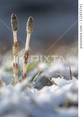 Horsetail showing its face in the snow Horsetail showing its face in the snow 112853741