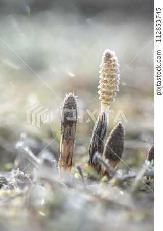 馬尾在雪地裡露出臉 112853745