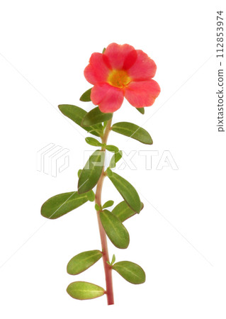 Chrysanthemum flowers isolated on white background, clipping path 112853974