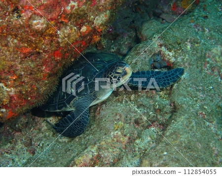 Green turtle 112854055