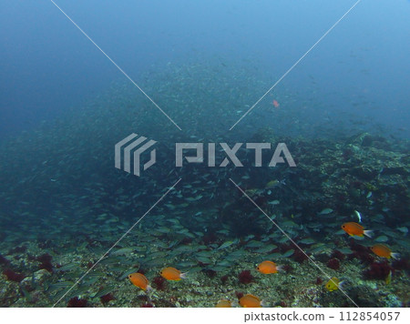 A group of fish 112854057