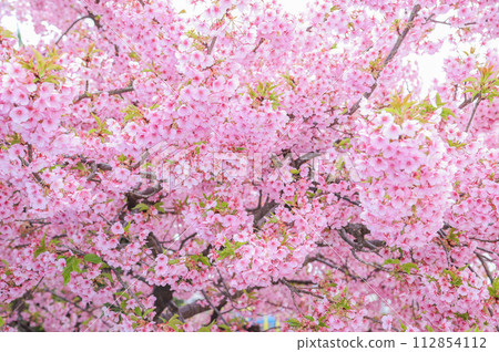 河津櫻花宣布春天的到來 河津櫻花宣布春天的到來 112854112