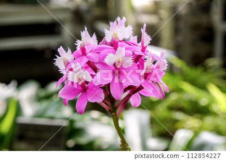 具有珍珠般光澤的表皮粉色珍珠 112854227