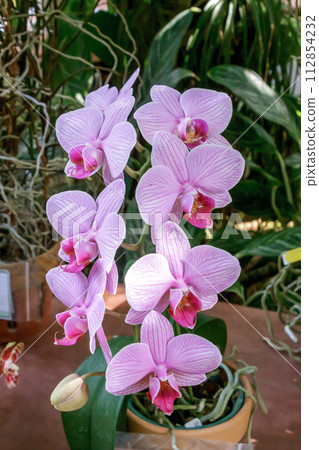 蘭花、蝴蝶蘭、螺旋淋浴粉紅色的花朵 蘭花、蝴蝶蘭、螺旋淋浴粉紅色的花朵 112854232