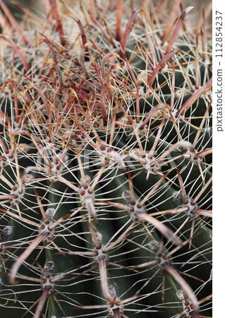 Red stinging crown dragon's thorns and succulent plants Red stinging crown dragon's thorns and succulent plants 112854237
