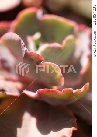 Echeveria/succulents Echeveria/succulents 112854238