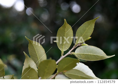 Sudajii leaf 112854579