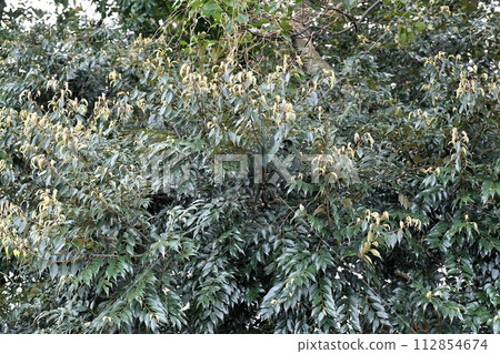 蘇達吉的噴霧 蘇達吉的噴霧 112854674