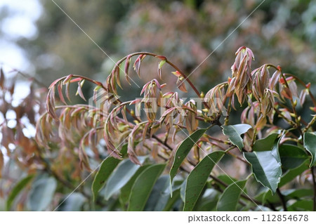 Spray of Sudaji 112854678