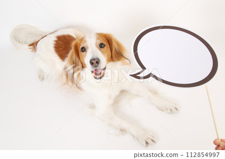 Koikerhondier speech bubble Koikerhondier speech bubble 112854997