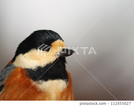 I was able to take a close-up photo of [Wild Tit] 112855027