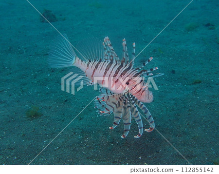 Lionfish 112855142
