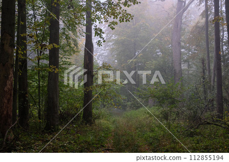 Misty morning in autumnal natural deciduous forest 112855194