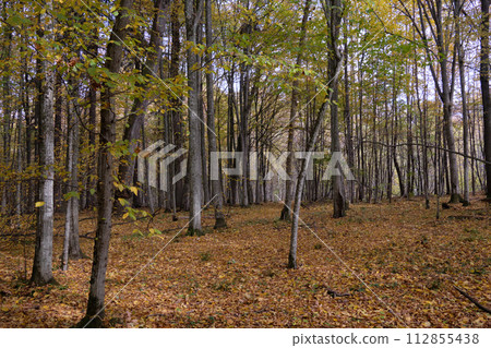 Autumnal midday in deciduous forest stand 112855438