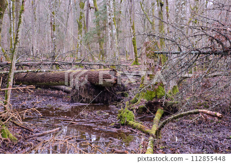 Partly declined lichen wrapped spruce Partly declined lichen wrapped spruce 112855448